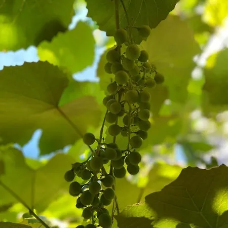 Vila Ale * Năvodari